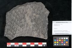 Foto (Objekt + Etikett) von Lepidodendron sp.  (NHMW-GEO-2024-0188-11166)